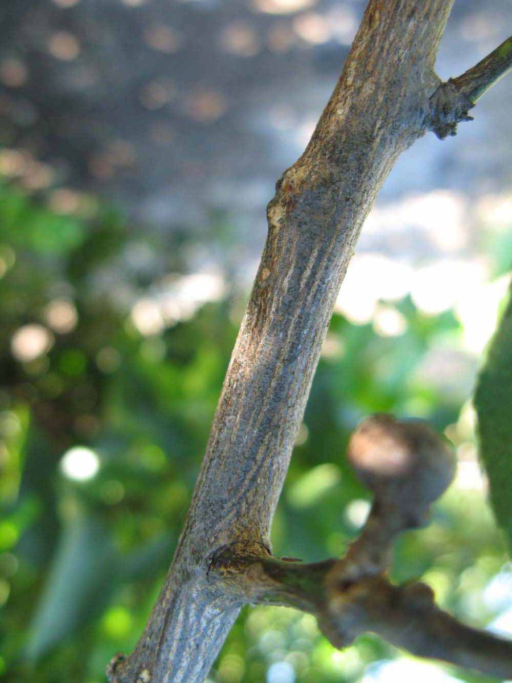              Second - third year twig (Todo del Ano, Winter Haven, FL)       